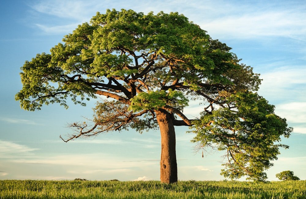 7 Essential Ayurvedic Herbs for Hormonal Balance